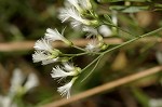 Eastern baccharis