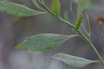 Eastern baccharis