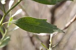 Eastern baccharis