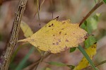 Eastern baccharis