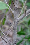 Eastern baccharis