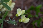 Longbract wild indigo