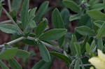 Longbract wild indigo