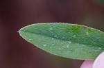 Longbract wild indigo