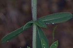 Longbract wild indigo