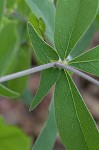 Longbract wild indigo