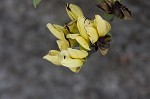 Grayhairy wild indigo