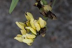 Grayhairy wild indigo