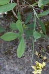 Grayhairy wild indigo