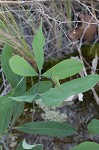 Grayhairy wild indigo