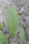 Grayhairy wild indigo