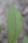 Grayhairy wild indigo