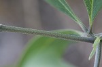 Grayhairy wild indigo