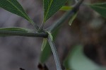 Grayhairy wild indigo