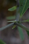 Grayhairy wild indigo