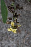 Grayhairy wild indigo