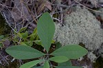 Grayhairy wild indigo