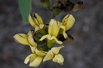 Grayhairy wild indigo