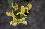 Grayhairy wild indigo