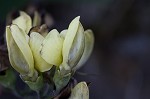 Grayhairy wild indigo