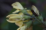 Grayhairy wild indigo