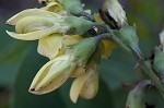 Grayhairy wild indigo