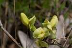 Grayhairy wild indigo