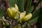 Grayhairy wild indigo