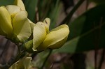 Grayhairy wild indigo