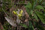 Grayhairy wild indigo