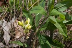 Grayhairy wild indigo