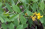 Grayhairy wild indigo