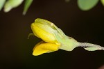 Pineland wild indigo