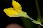 Pineland wild indigo