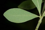 Pineland wild indigo