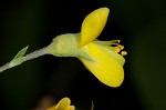 Pineland wild indigo