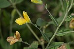 Pineland wild indigo