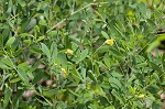 Pineland wild indigo