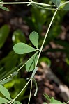 Pineland wild indigo