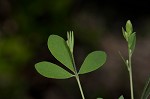 Pineland wild indigo