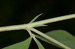 Pineland wild indigo