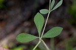 Pineland wild indigo