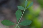 Pineland wild indigo