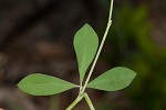 Pineland wild indigo