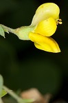 Pineland wild indigo