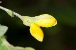 Pineland wild indigo