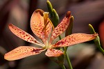 Blackberry lily