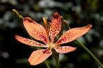 Blackberry lily