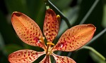 Blackberry lily