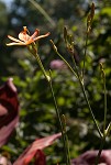 Blackberry lily